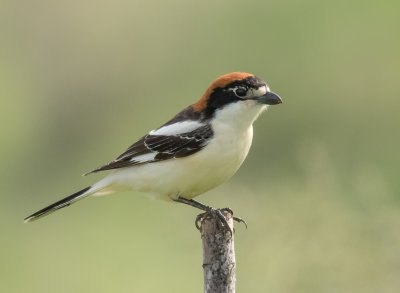 Woodchat Shrike