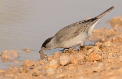 Blackcap