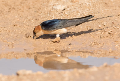 Red-rumped Swallow