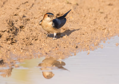 Red-rumped Swallow