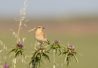 Northern Wheatear