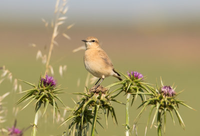 Northern Wheatearr