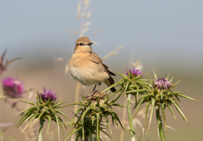 Northern Wheatear