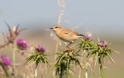 Northern Wheatear