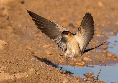 Red-rumped Swallow