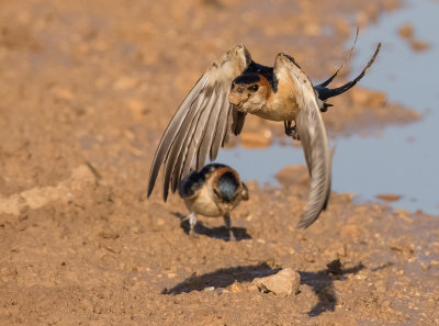 Red-rumped Swallow