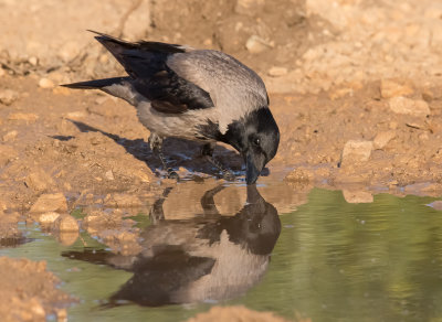 Hooded Crow