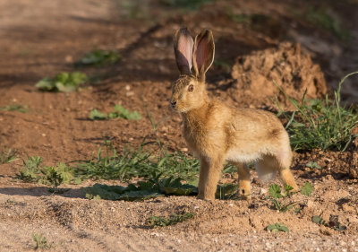 Common hare