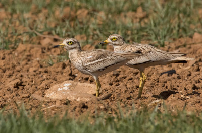 Stone curlew