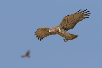 Short Toed Eagle