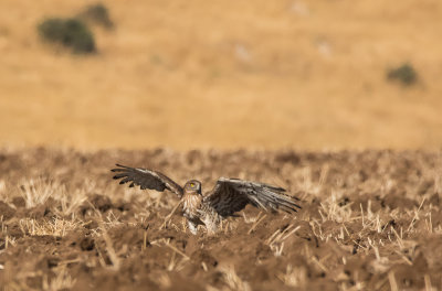 Short Toed Eagle