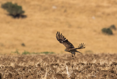 Short Toed Eagle 