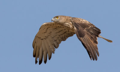 Short Toed Eagle