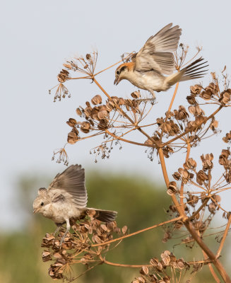 Woodchat Shrike