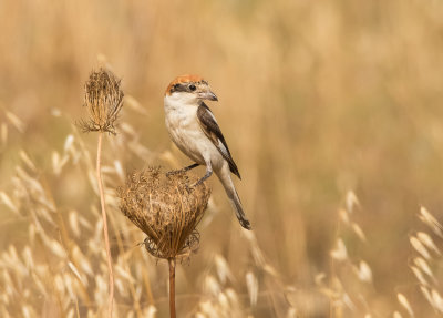 Woodchat Shrike