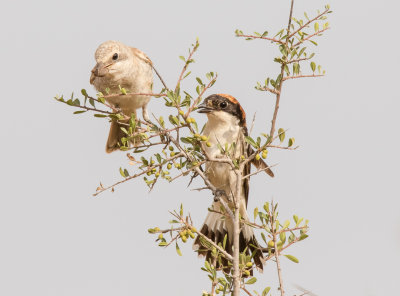 Woodchat Shrike