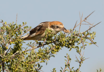 Woodchat Shrike