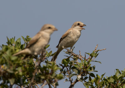 Woodchat Shrike