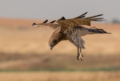 Short Toed Eagle