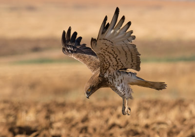 Short Toed Eagle