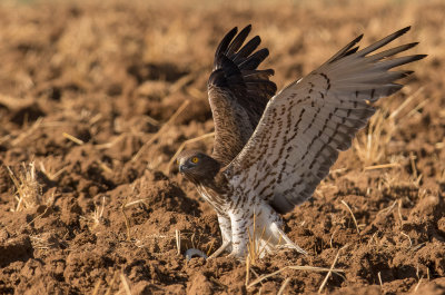 Short Toed Eagle