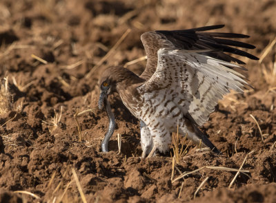 Short Toed Eagle