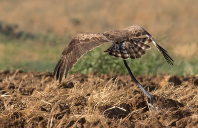 Short Toed Eagle