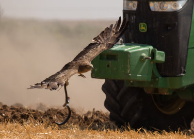 Short Toed Eagle