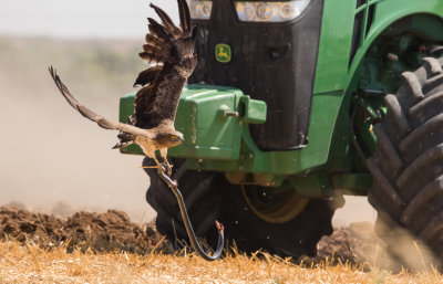Short Toed Eagle