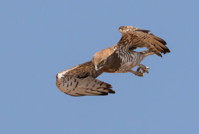 Short Toed Eagle