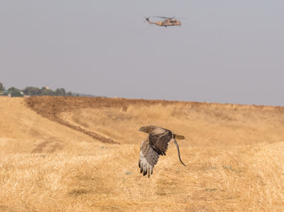 Short Toed Eagle