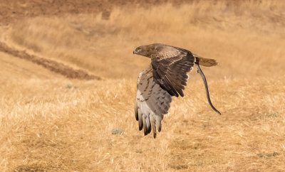 Short Toed Eagle