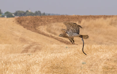 Short Toed Eagle