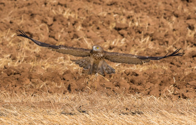 Short Toed Eagle