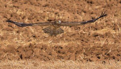 Short Toed Eagle