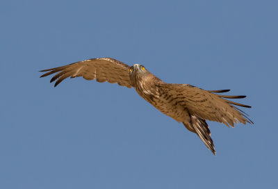 Short Toed Eagle