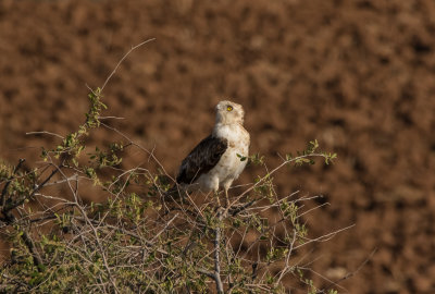 Short Toed Eagle