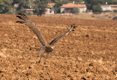 Short Toed Eagle