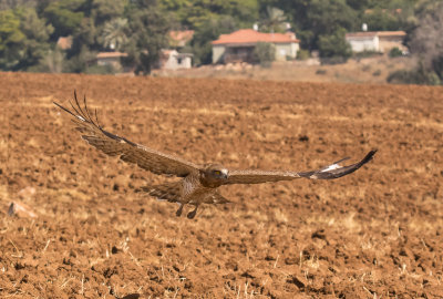 Short Toed Eagle