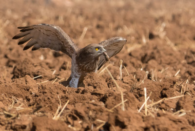 Short Toed Eagle