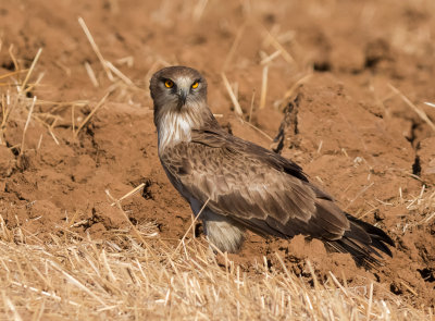 Short Toed Eagle