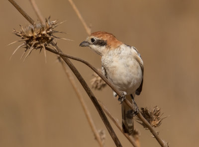 Woodchat Shrike