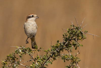 Woodchat Shrike