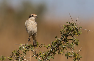 Woodchat Shrike