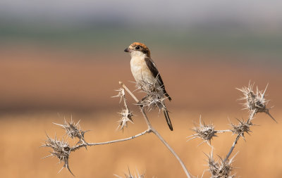 Woodchat Shrike