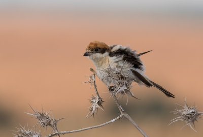 Woodchat Shrike