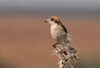 Woodchat Shrike