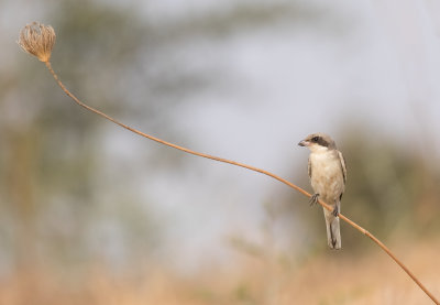 Lesser Grey Shrike