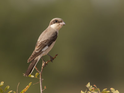 Lesser Grey Shrike