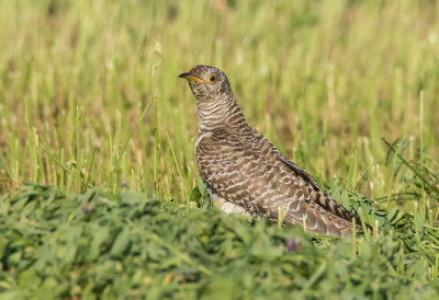 Cuckoo